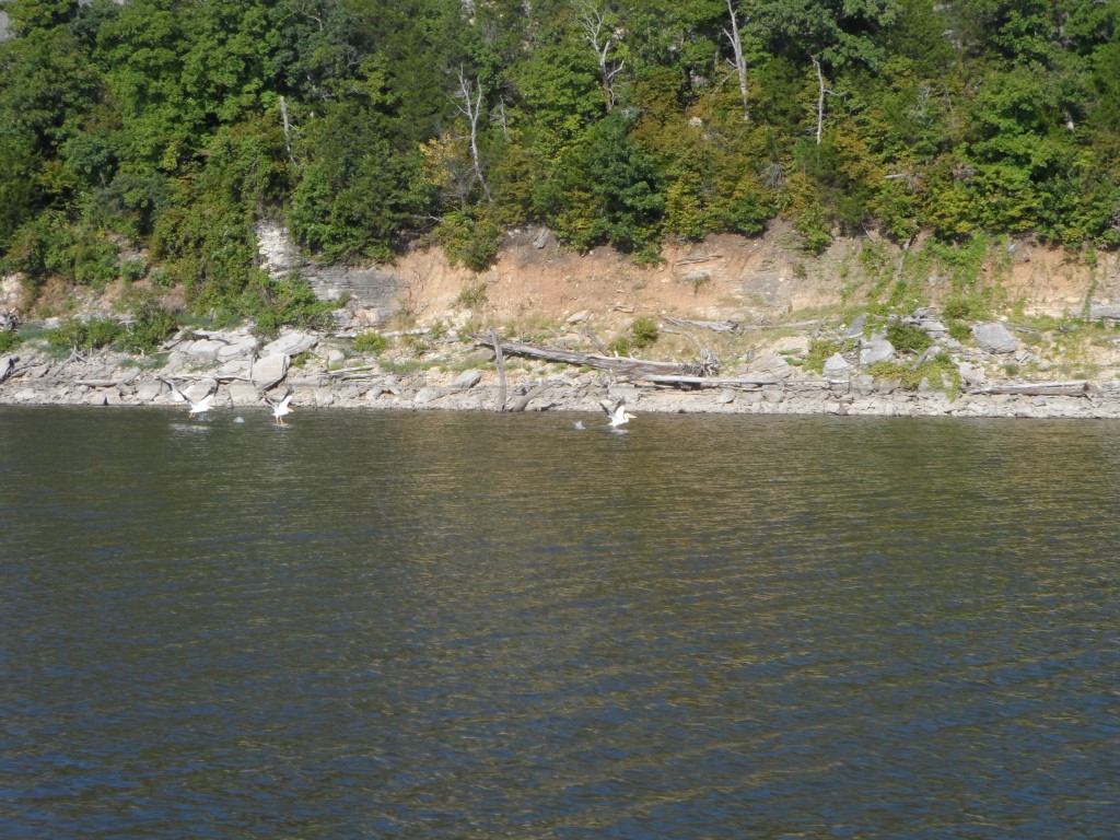 SAM_5349 (Medium).JPG