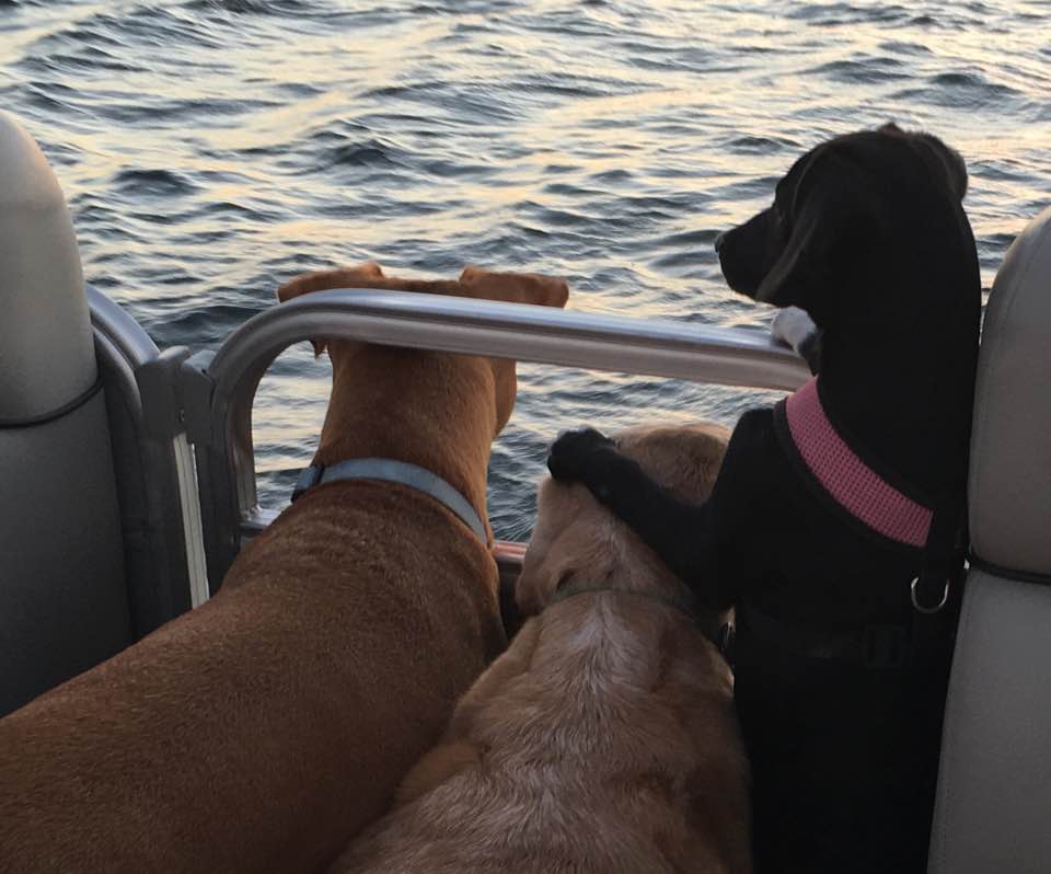 dogs-n-dolphins.jpg