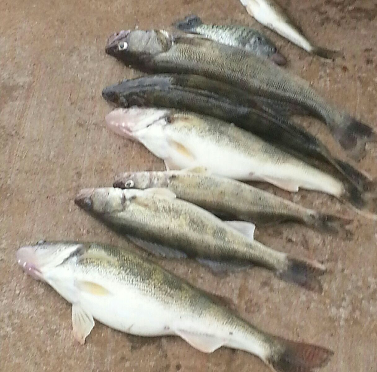 walleye.JPG