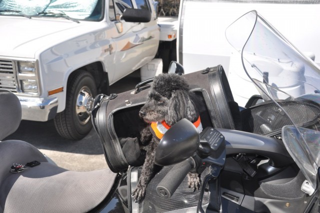 KoKo in Yosemite.JPG