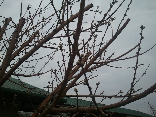 Peach tree.jpg